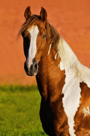 The tennessee walking paint horse の写真素材