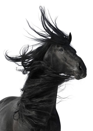 black horse portrait isolated on white background の写真素材