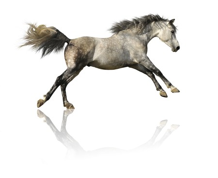 grey horse isolated on white の写真素材