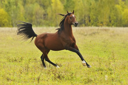 bay arabian horseの写真素材