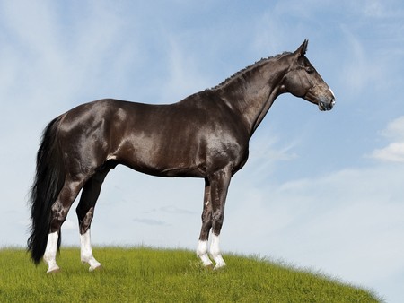 black horse on the blue and green background, on the meadowの写真素材