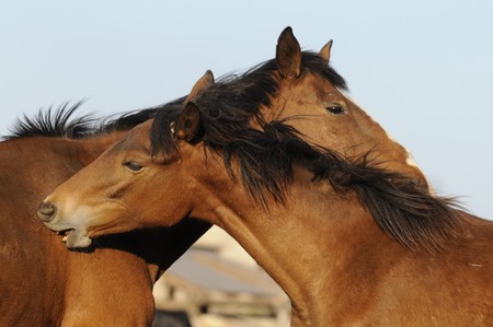 Two horsesの写真素材