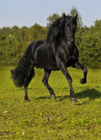 The free friesian black horse run gallopの写真素材