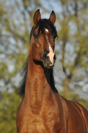 Beautiful bay arabian horse portrait in autumn の写真素材