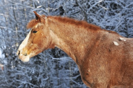 red horse in winter whith snowの写真素材