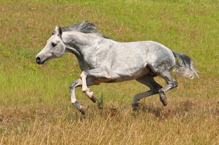 white arabian horse running gallop on the meadowの写真素材