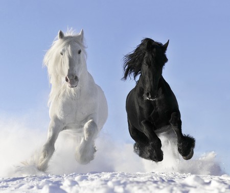 white and black horses white and black horses