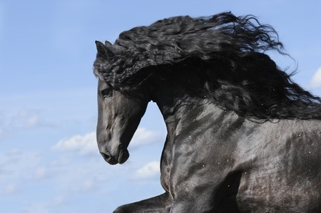 Portrait of moving friesian black horse stallionの写真素材
