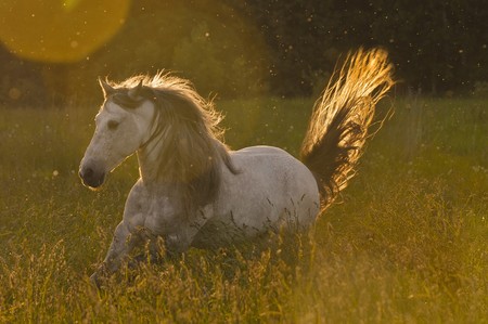 white horse stallion in golden lightの写真素材