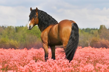 bay stallion on the pink fieldの写真素材