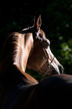 bay arabian horse portraitの写真素材