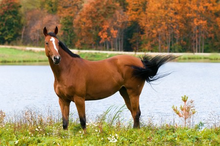 bay horse portrait in autumnの写真素材
