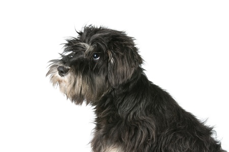 zwergschnauzer puppy isolated on whiteの写真素材