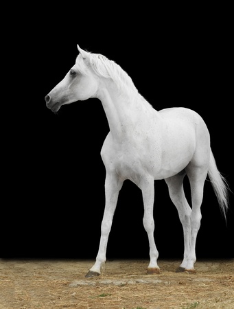 white horse isolated on blackの写真素材