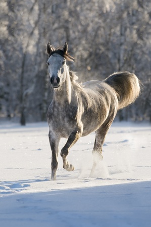 arabian white horse in winterの写真素材