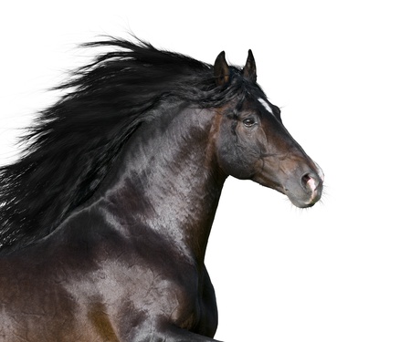 bay horse isolated on the whiteの写真素材