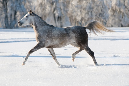 white arabian horse runs trot in winterの写真素材