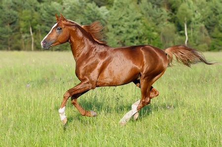 chestnut arabian horse stallion runs gallop on the meadowの写真素材