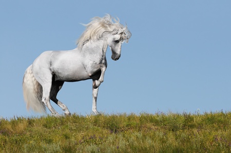 white andalusian stallion going piaffe on a grassの写真素材