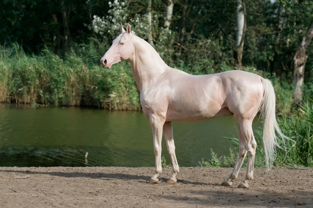 cremello akhal-teke horse stallion portrait in summerの写真素材