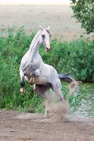 white akhal teke horse playingの写真素材