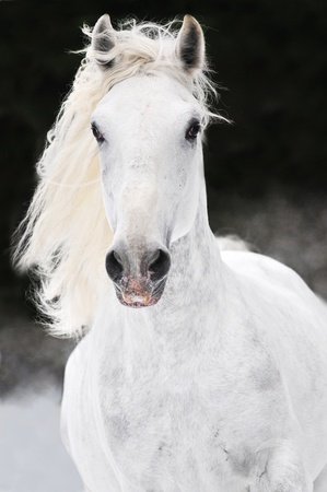 white Lipizzan horse runs gallop on the dark backgroundの写真素材