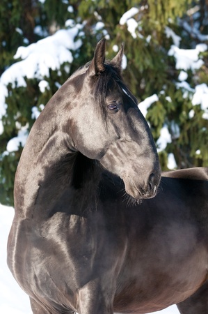 black Kladruber horse portrait in winter, sunny dayの写真素材