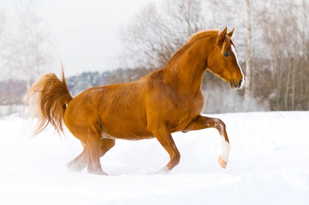 red arabian stallion runs gallop in the winterの写真素材