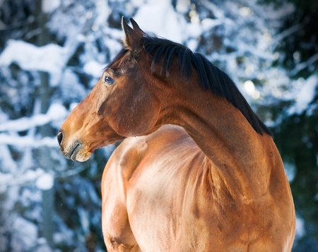 bay Trakehner horse portrait in blue forest background in winterの写真素材