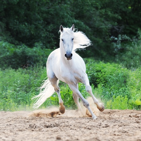 white Tersk horse runs on the sandの写真素材