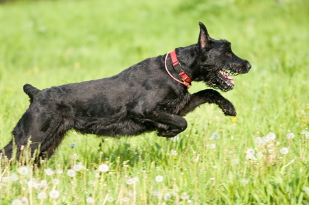 Giant schnauzer runs on the grass in summerの写真素材
