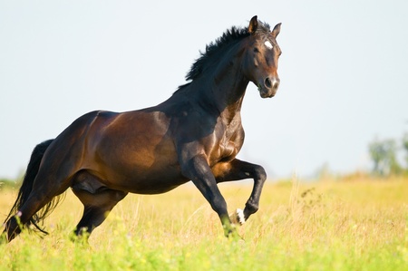 Holstein bay horse in freedom runs gallop on the meadow