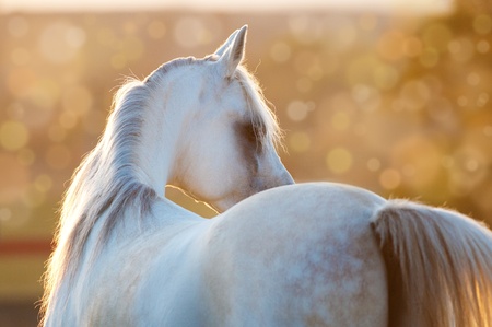 white horse in the sunrise, Arabian stallionの写真素材