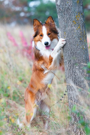 border collie puppy and the tree in autumn timeの写真素材