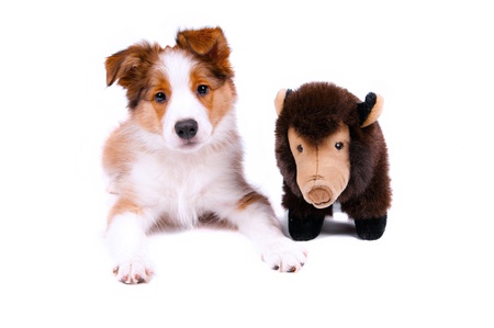 puppy of the border collie dog on the whiteの写真素材