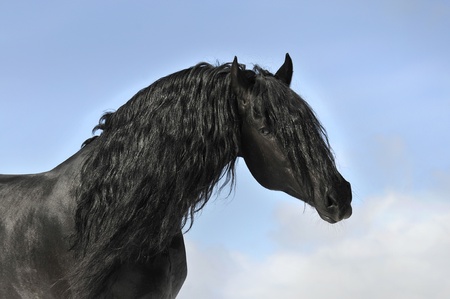 Black friesian horse portrait on sky background