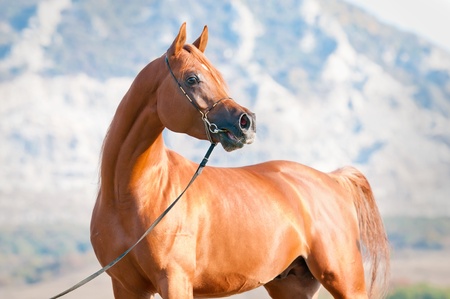 red arabian stallion portrait on mountain backgroundの写真素材