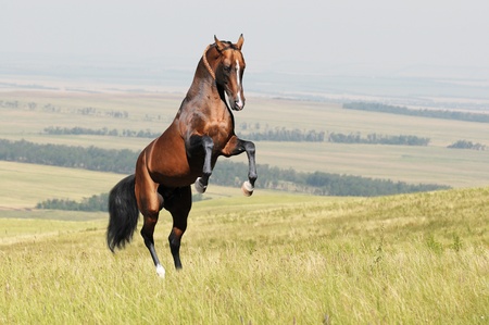 bay akhal-teke horse stallion rearing on the field の写真素材