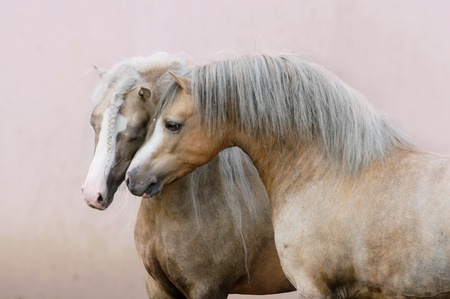 two Welsh ponies love on pink wall backgroundの写真素材