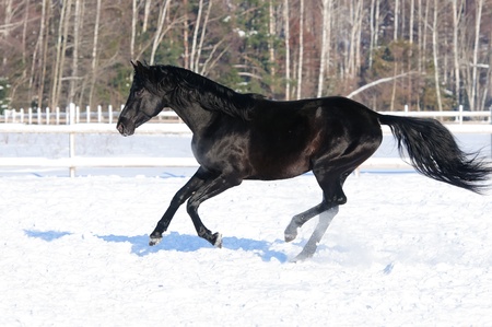 Black Russian riding horse runs gallop in winterの写真素材