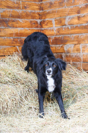 Black and white border collie does the trick, studio shotの写真素材