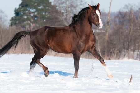 Brown Welsh pony stallion runs trot in winter timeの写真素材
