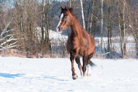 Welsh brown pony runs trot in front focus in winterの写真素材