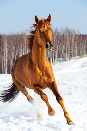 Red horse runs front in winter timeの写真素材