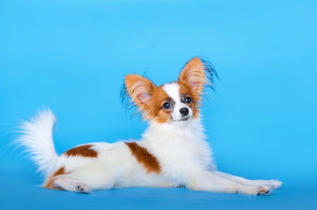 Young Papillon dog 5 months old lying on the blue backgroundの写真素材