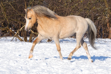 Palomino Welsh pony runs trot, winter timeの写真素材