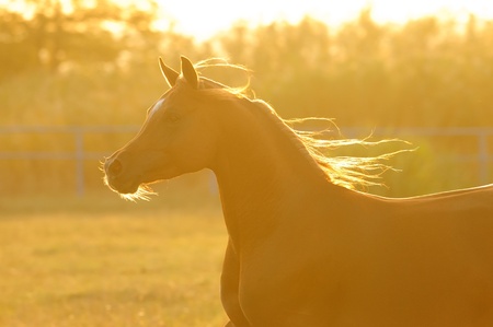 Arabian horse silhouette in sunset runs gallopの写真素材