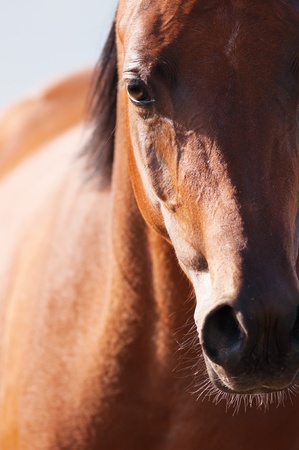 Bay arabian horse portrait, close-upの写真素材