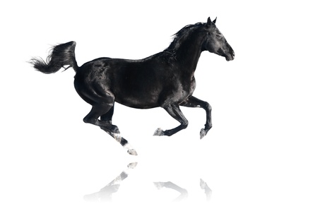 Black horse runs gallop, isolated on white backgroundの写真素材