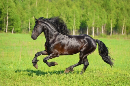 Black horse runs gallop on the meadow in summerの写真素材